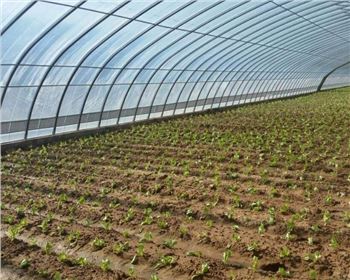 陜西塑料大棚-蔬菜大棚